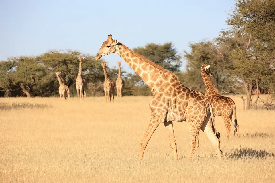 Namibia03-296.jpg