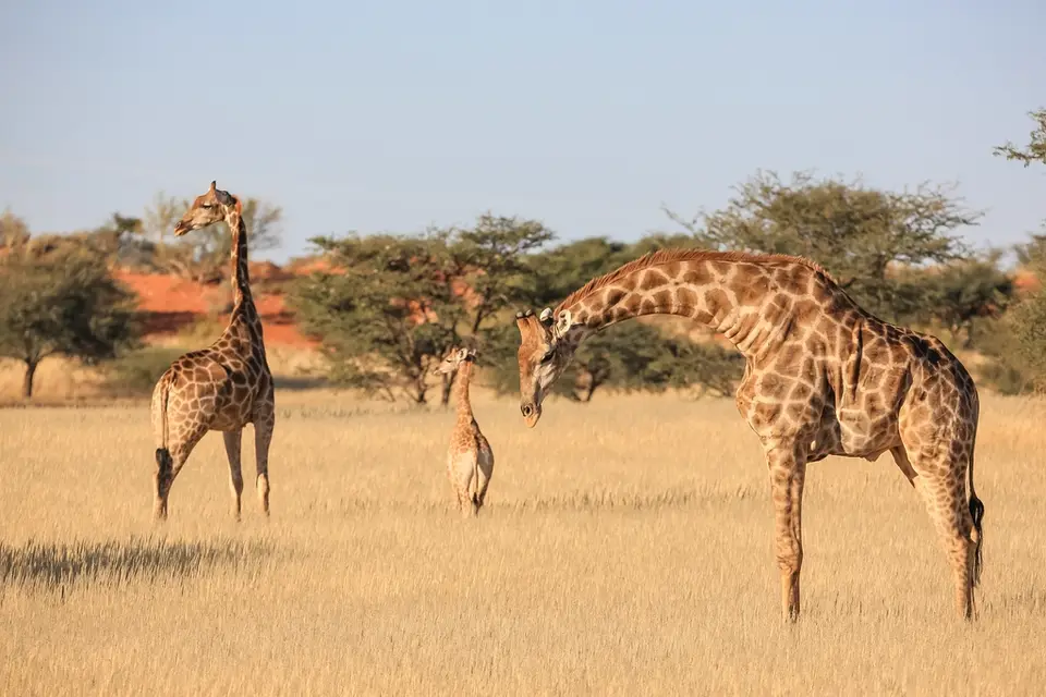 Namibia03-300.jpg