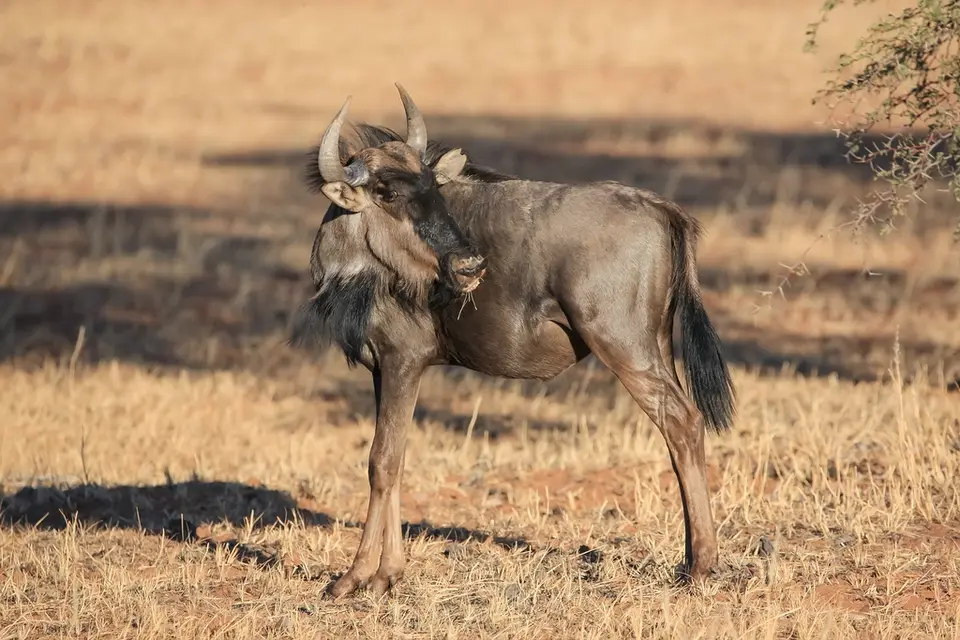 Namibia03-311.jpg