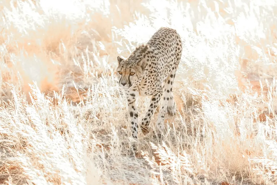 Namibia03-322.jpg