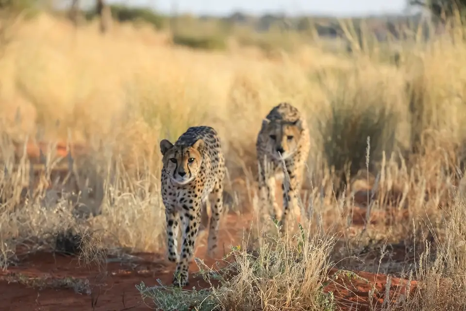 Namibia03-392.jpg