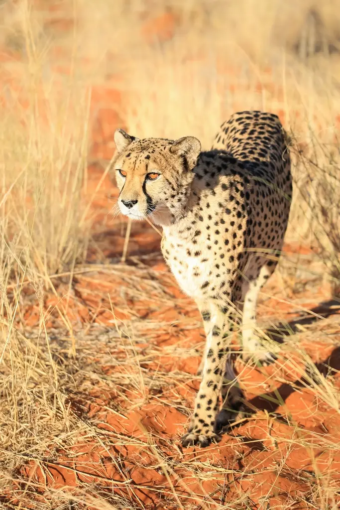 Namibia03-424.jpg