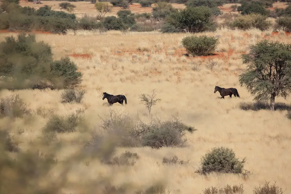 Namibia03-442.jpg
