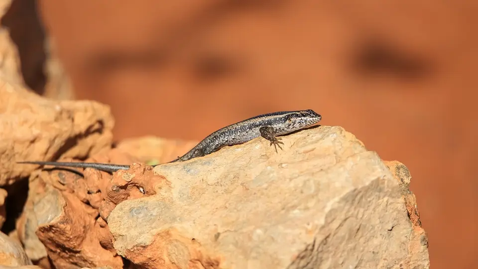 Namibia03-454.jpg