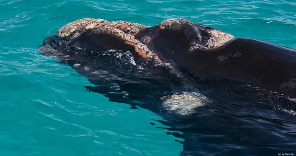 whale.jpg