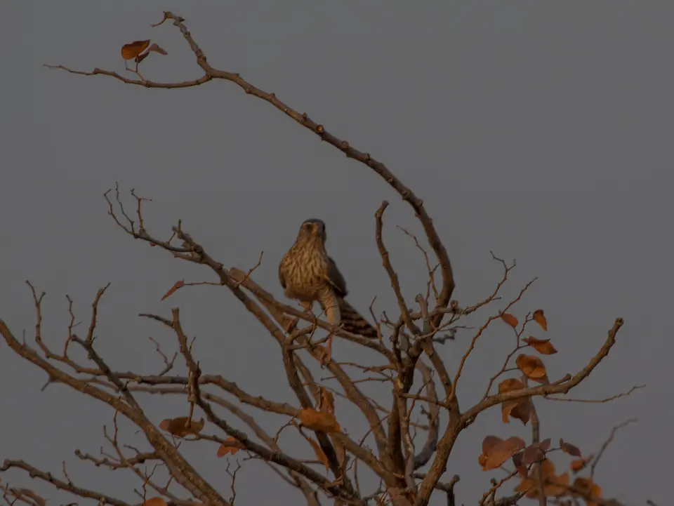 Vogelbestimmung-3946.jpg