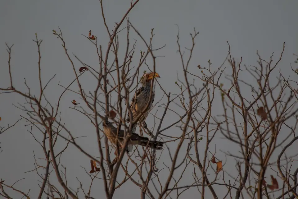 Vogelbestimmung-3952.jpg