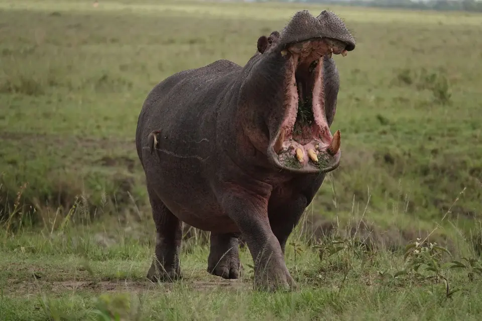 DSC00231.JPG