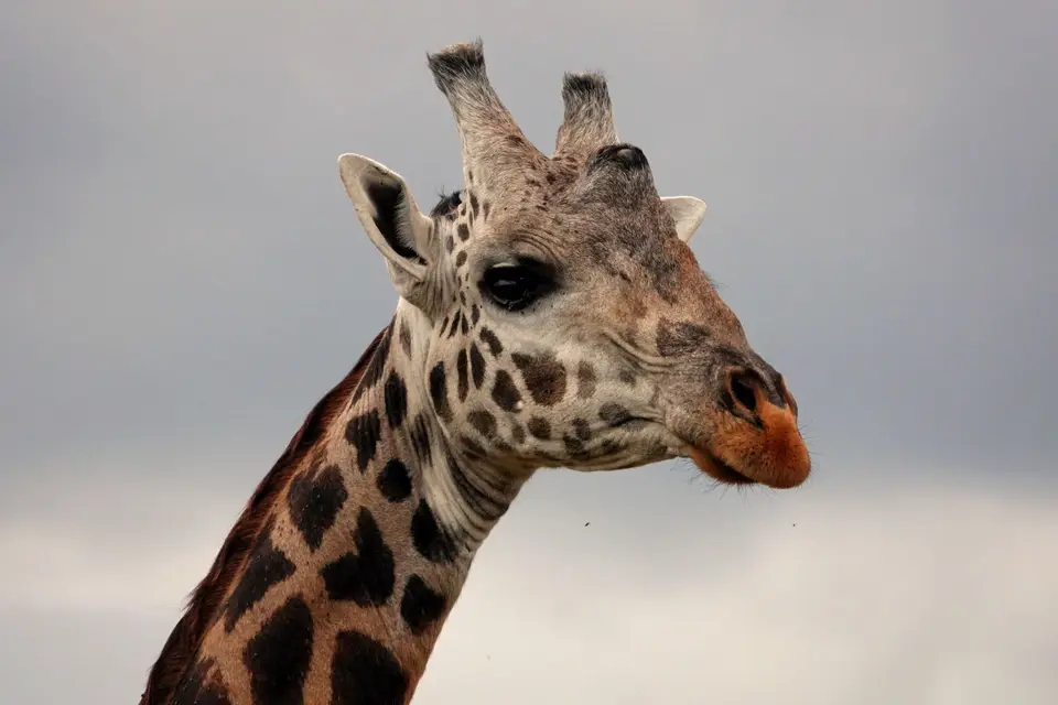 DSC00780_DxO.jpg