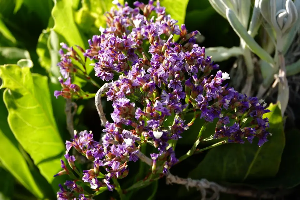 DSC02289.JPG