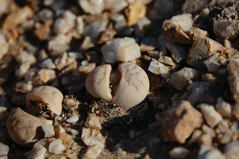 DSC02365.JPG