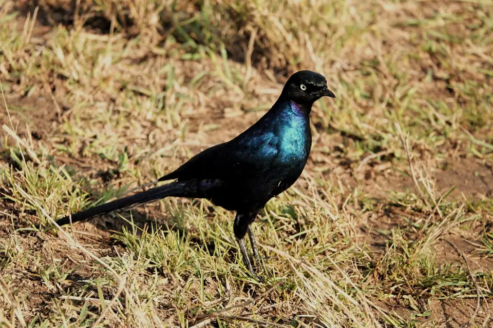 DSC08111_DxO.jpg
