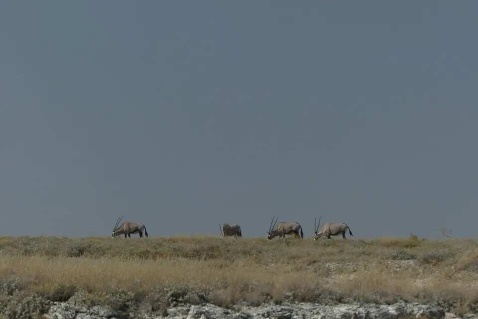 P1000877.JPG