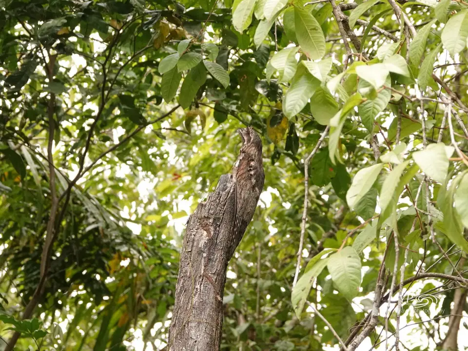 DSC03696-2.jpg