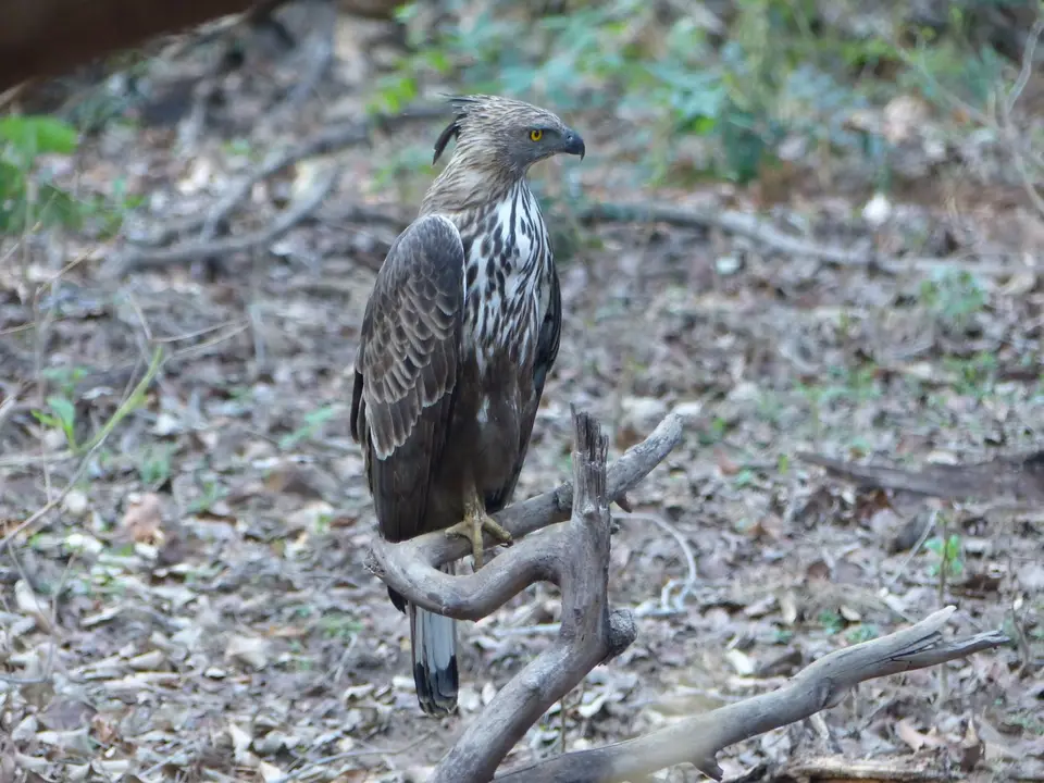P1210383Haubenadler.JPG