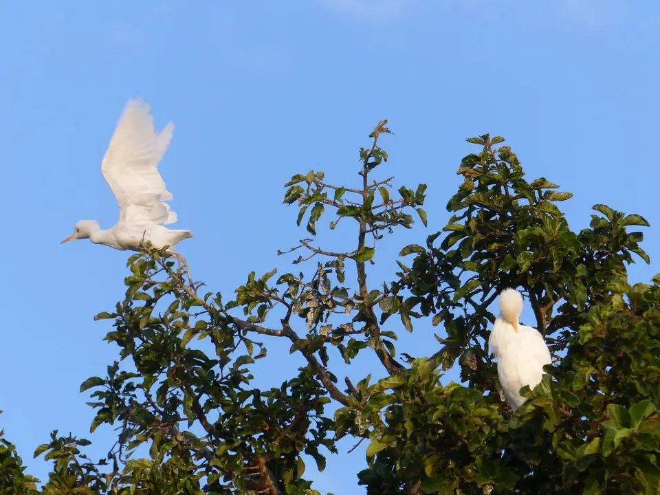 P1220188Kuhreiher.JPG
