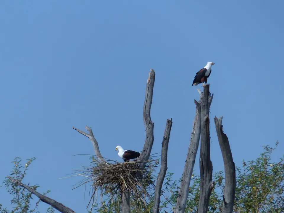 P1220456Schreiseeadler.JPG