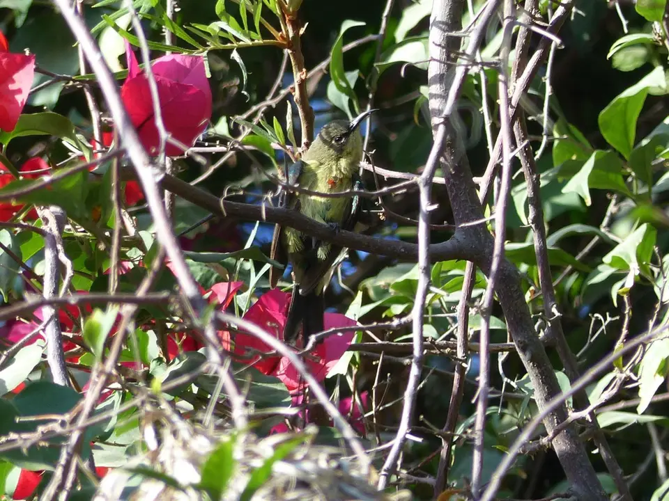 P1230126Mennigbrust-Nektarvogel.JPG