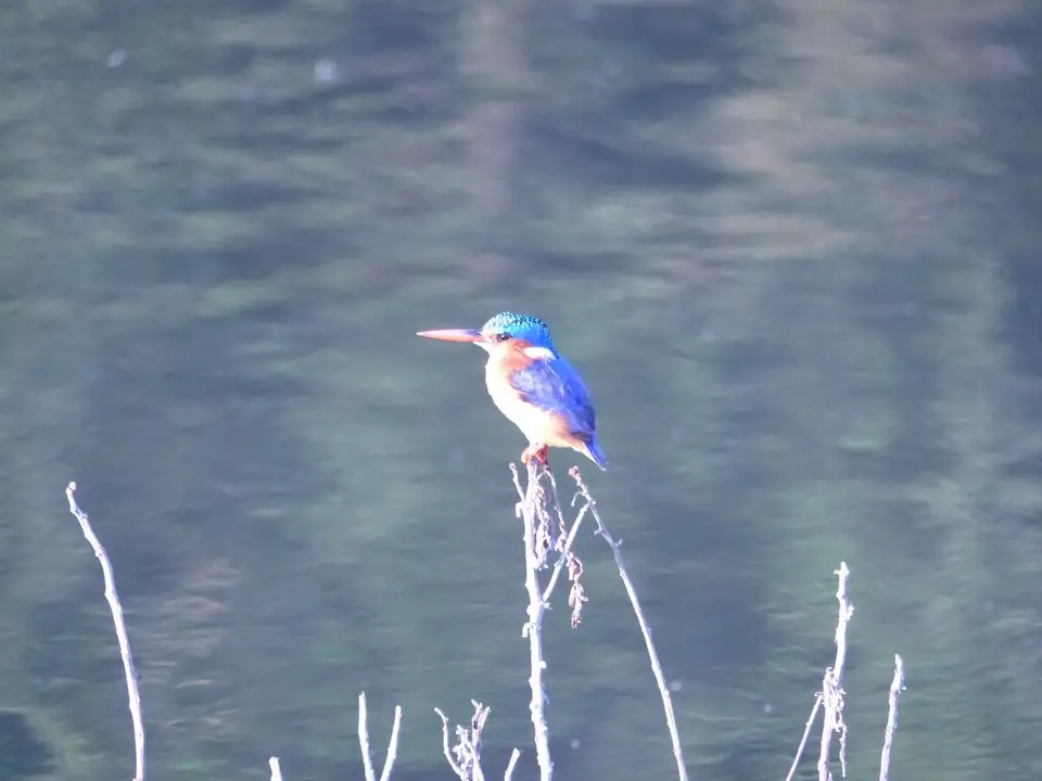 P1230187Haubenzwergfischer.JPG