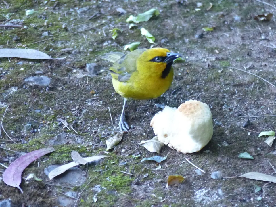 P1260334Brillenweber.JPG