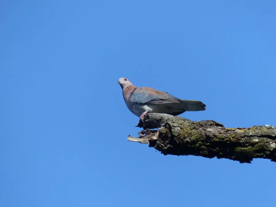 P1260339Palmtaube.JPG