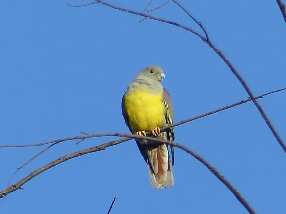 P1260844Waaliataube.JPG