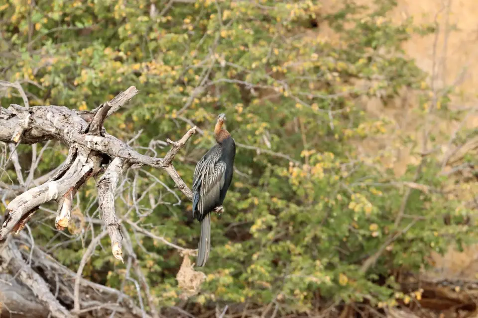 IMG_0942.JPG