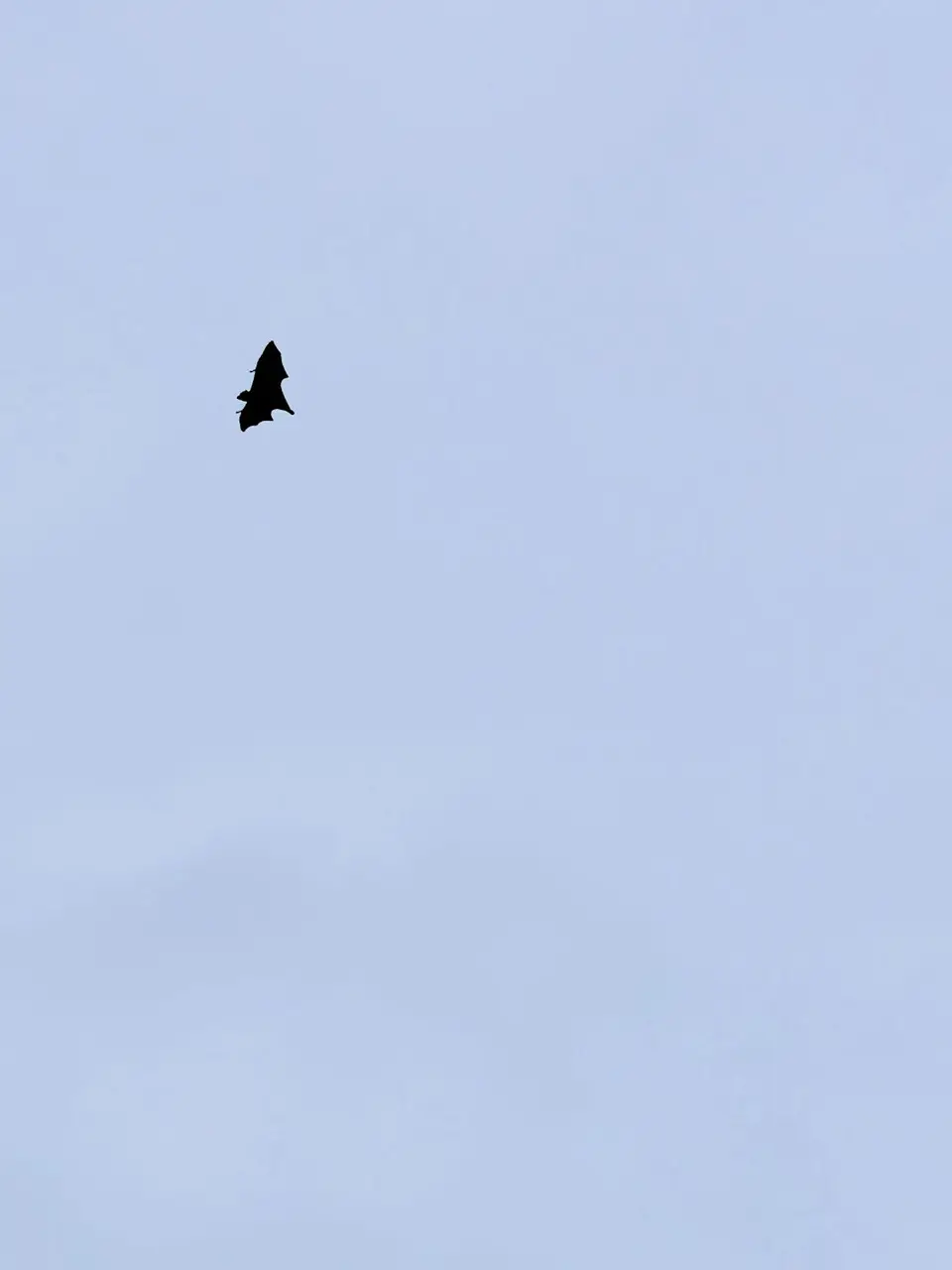 IMG_1113.jpeg