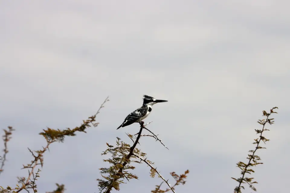 IMG_1139.JPG