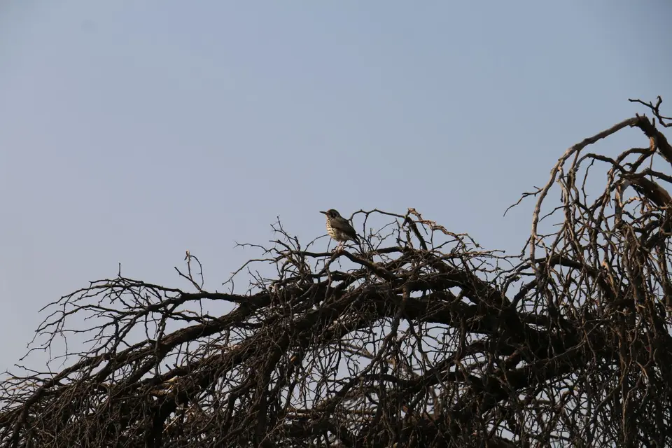IMG_8782.JPG