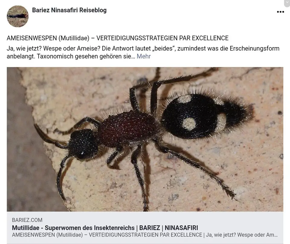 Mutillidae.jpg