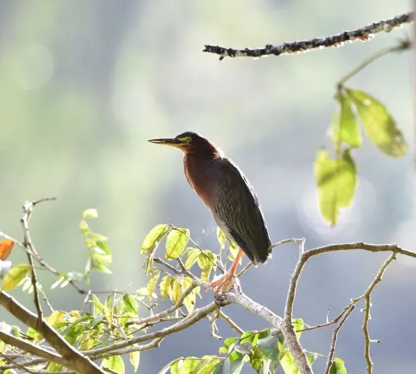 DSC_2633a.jpg