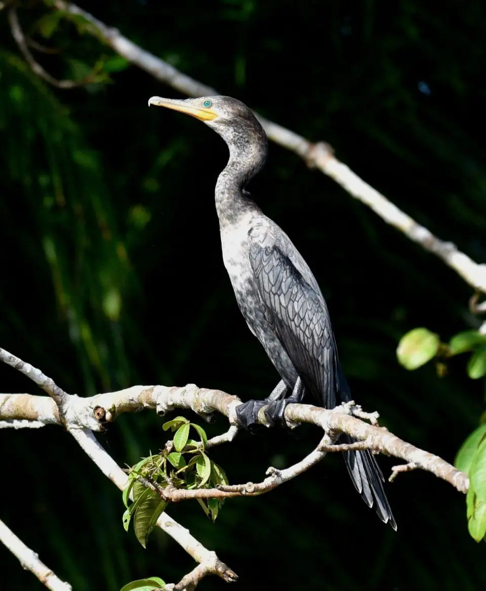 DSC_2657a.jpg