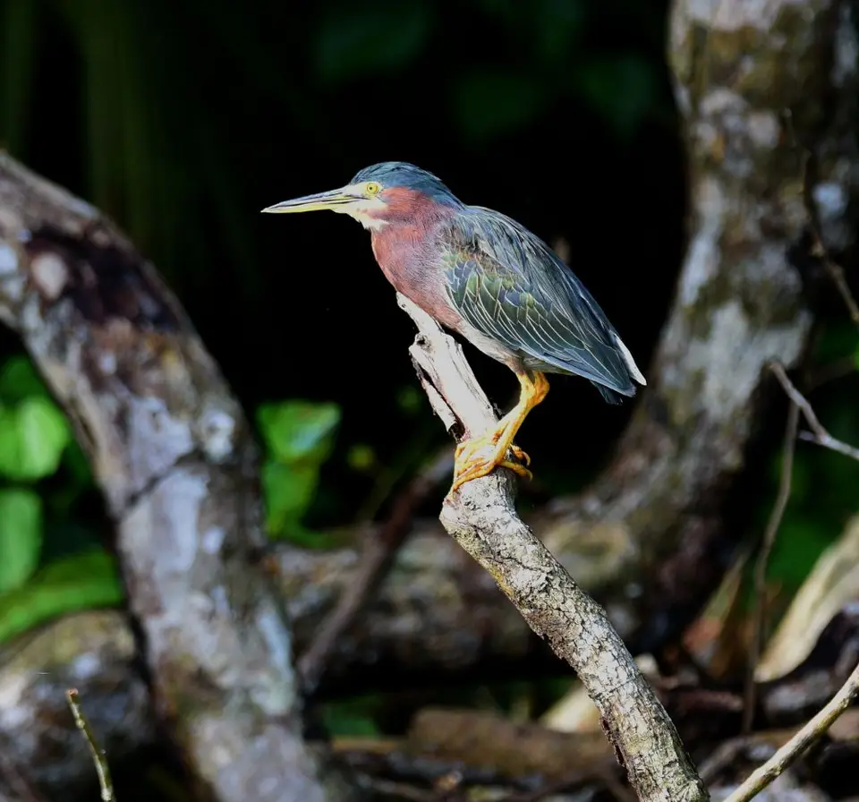 DSC_2680a.jpg