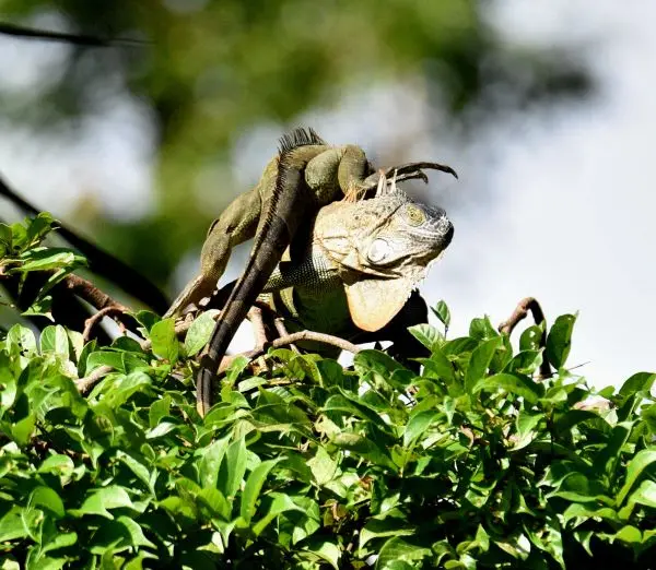 DSC_3007a.jpg