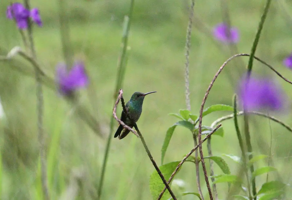 DSC_3811a.jpg