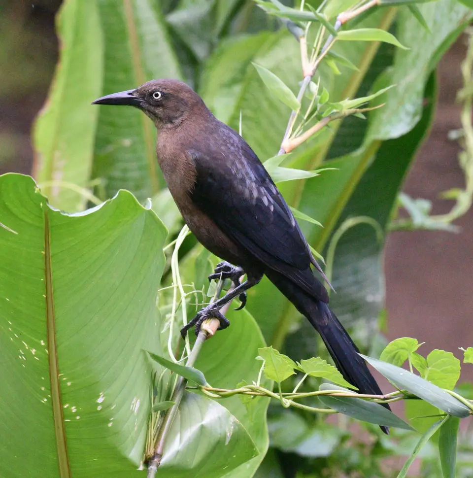 DSC_4456a.jpg