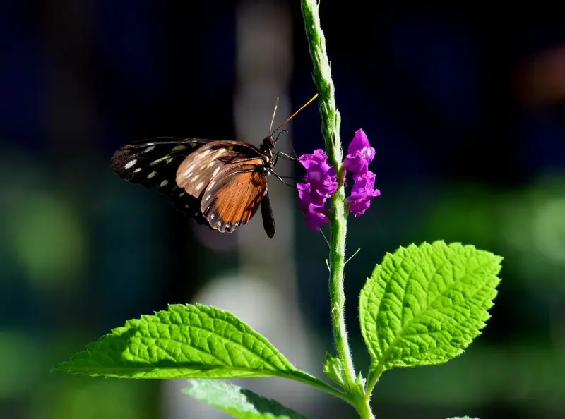 DSC_7526a.jpg
