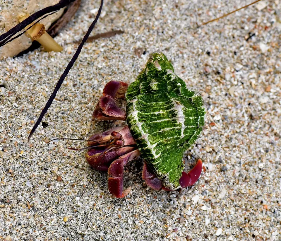 DSC_7581a.jpg