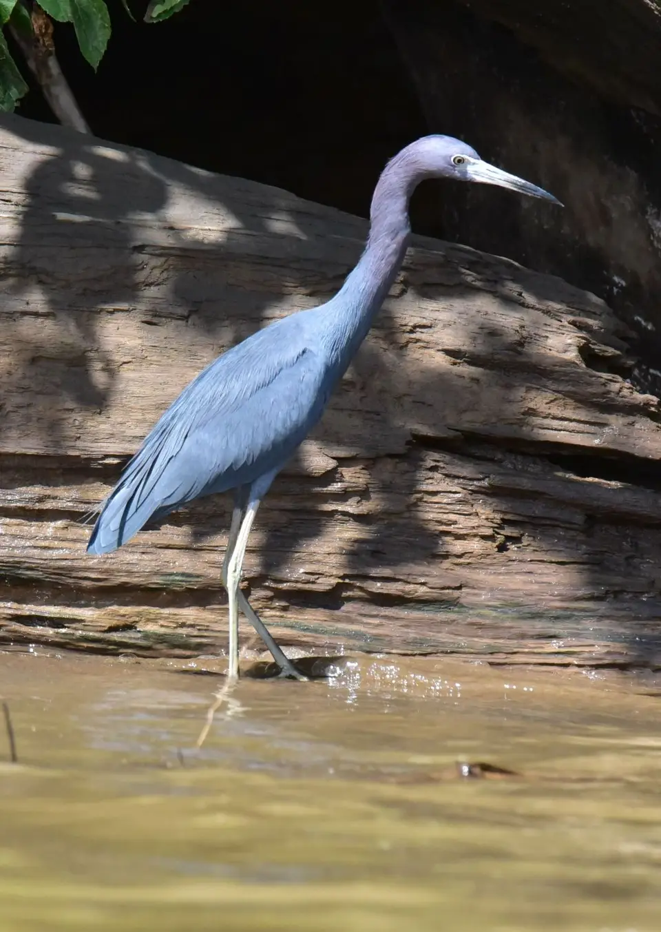 DSC_7827a.jpg