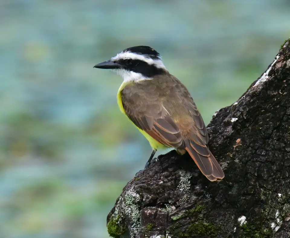 DSC_7952a.jpg
