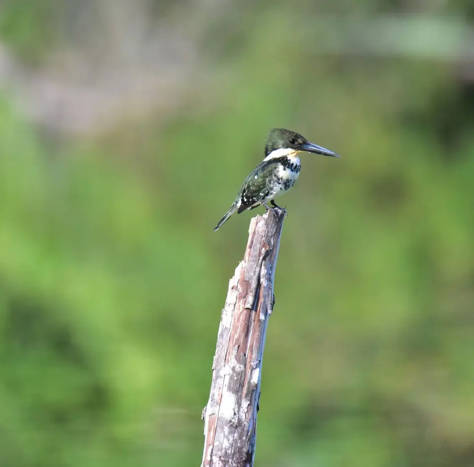 DSC_7979a.jpg