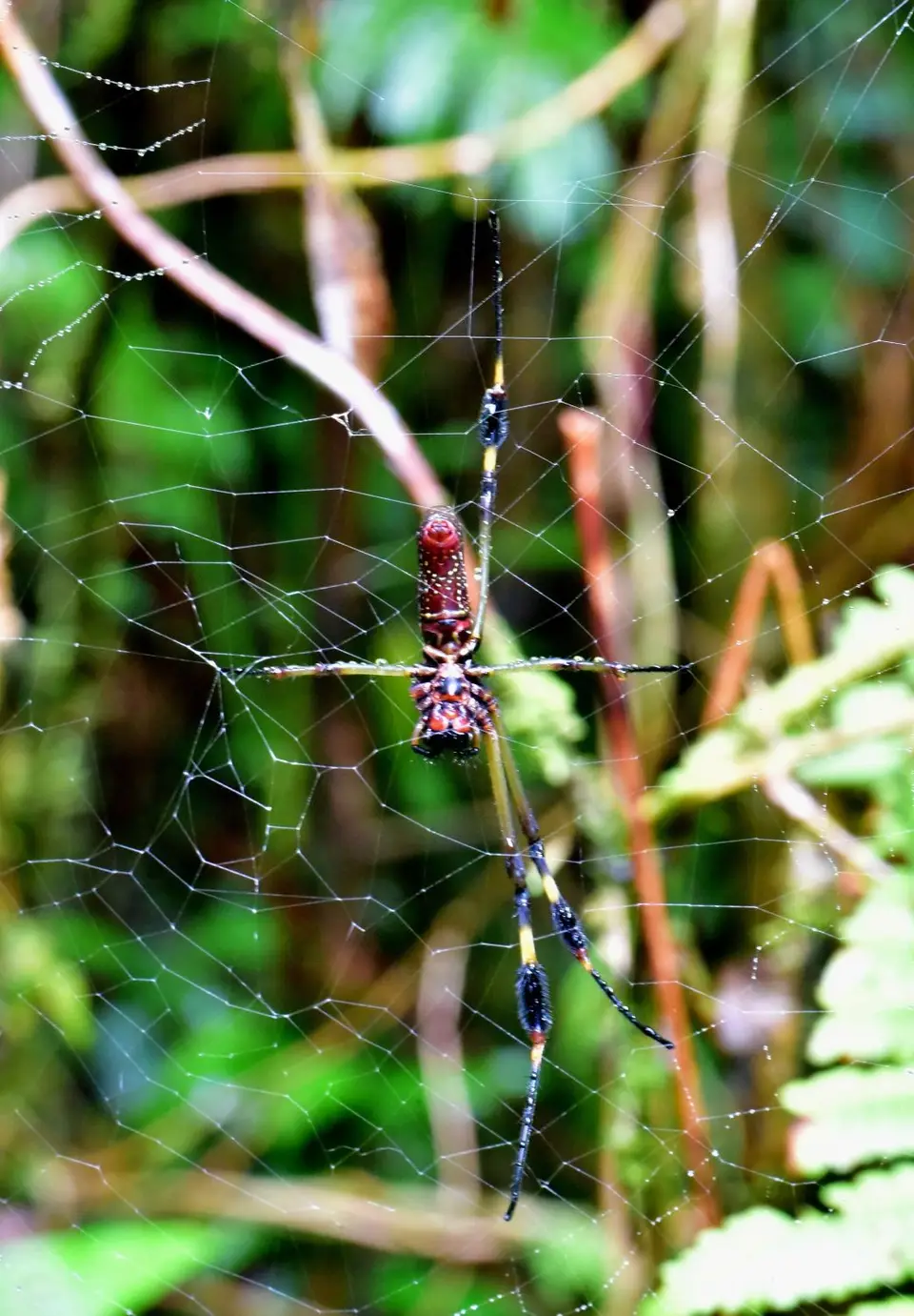 DSC_8126a.jpg