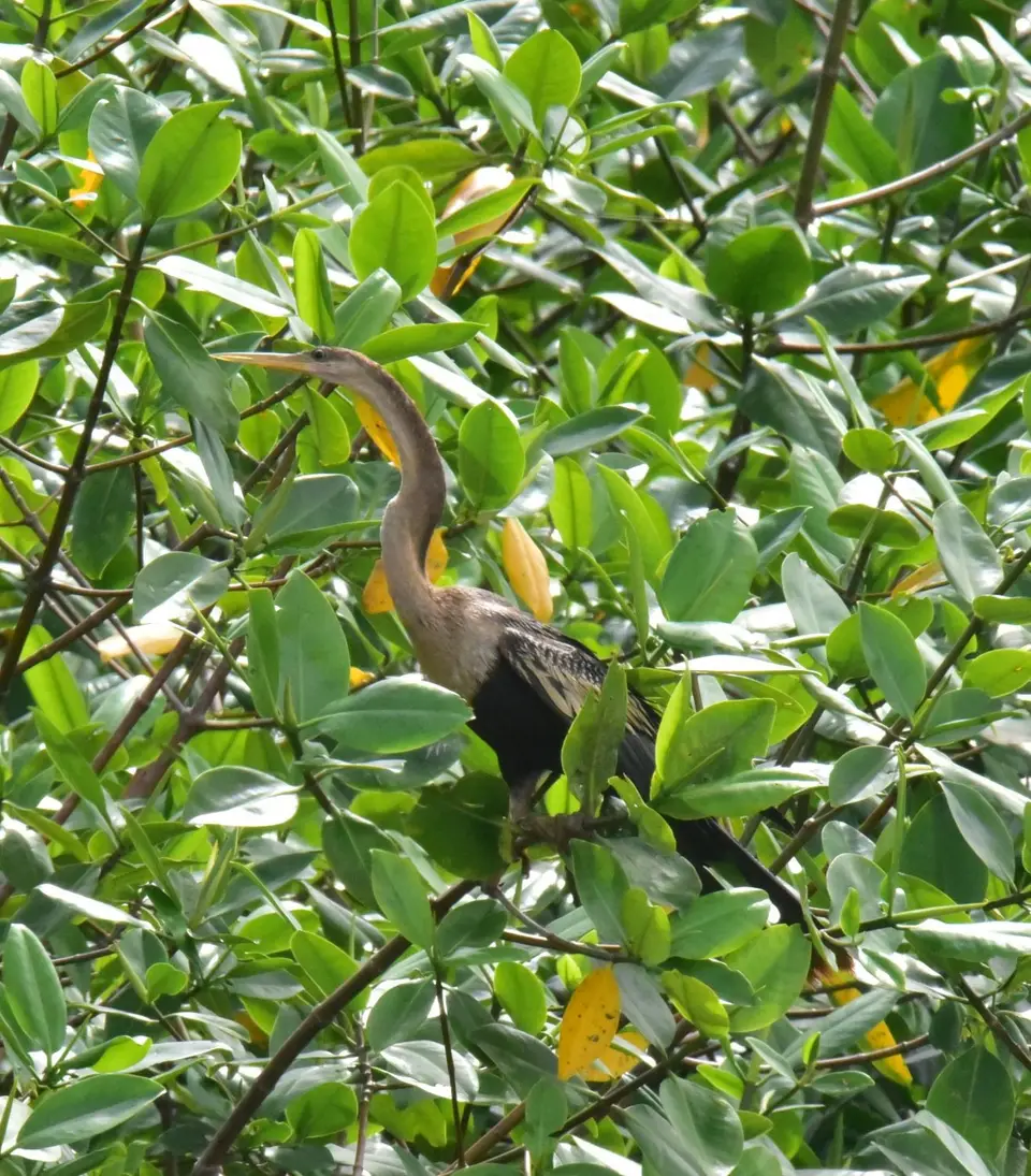 DSC_8988a.jpg
