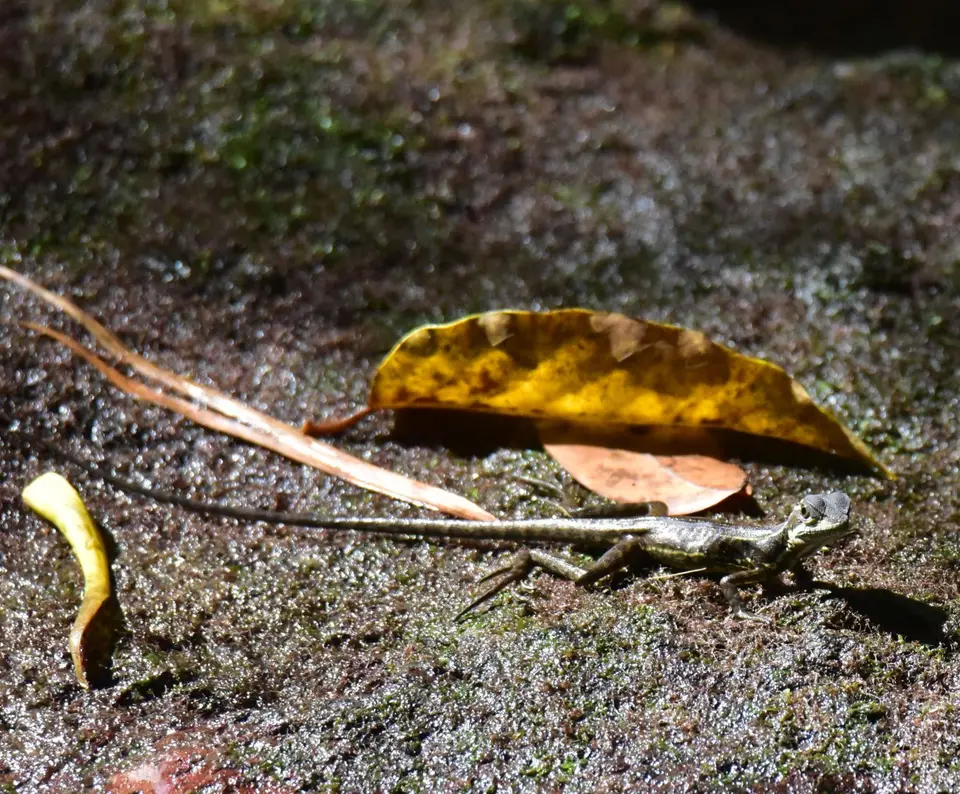 DSC_9533a.jpg