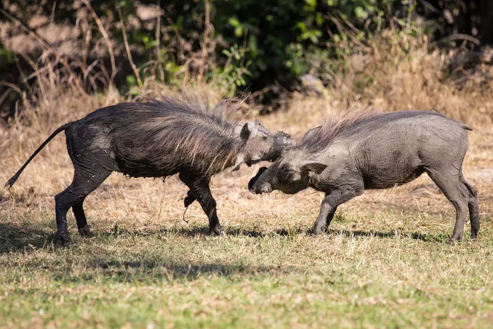 082_Sambia2016_20160904.jpg