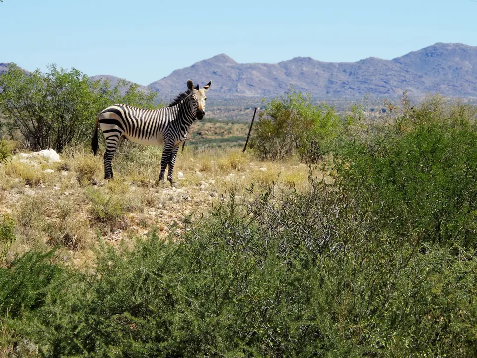 SesriemZebra1.jpg