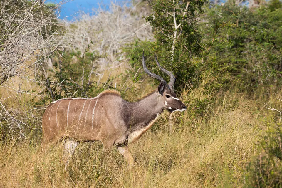 KNP(5von6).jpg