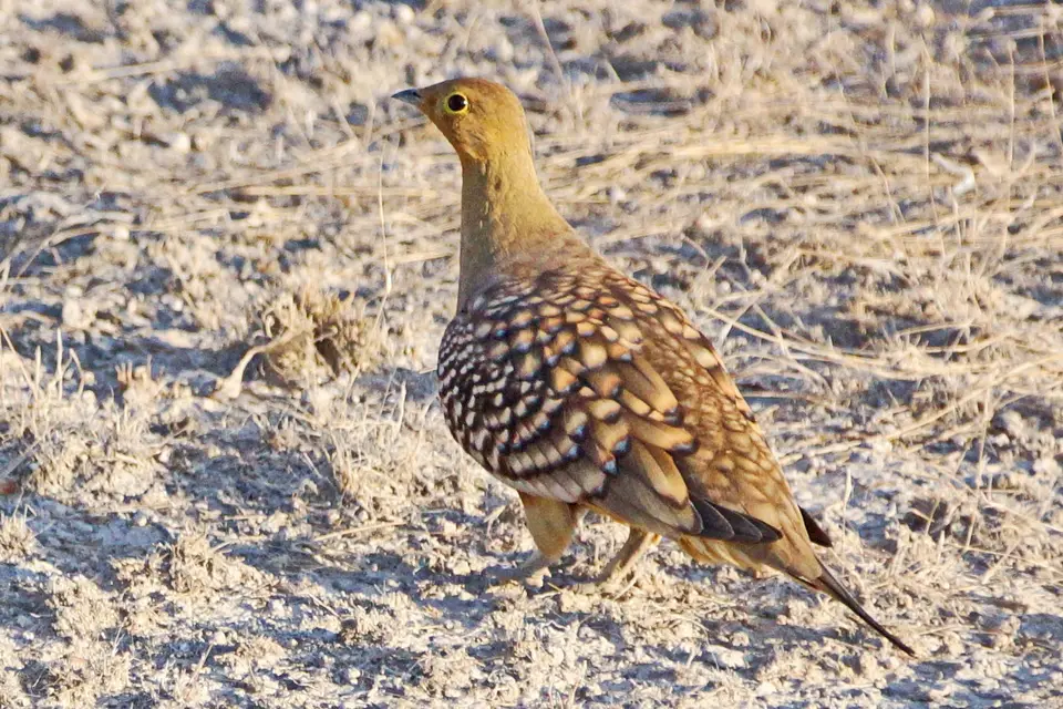 namibia-2019-05-0908-04-30.jpg