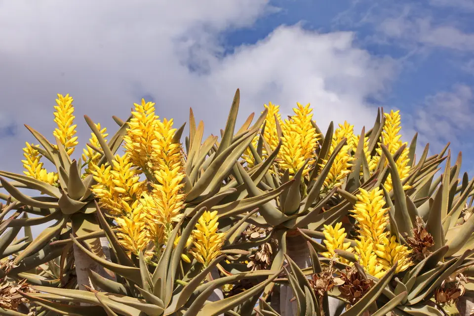 namibia-2019-05-1510-14-33.jpg